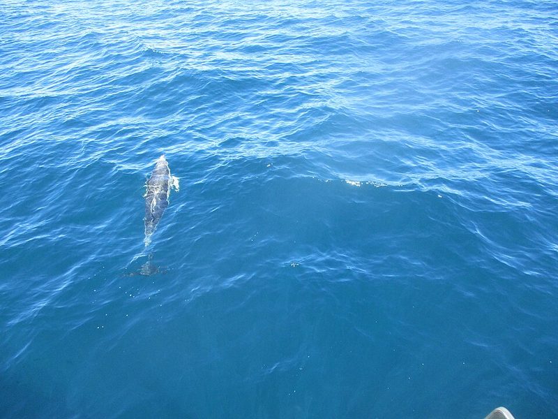 Hauraki Gulf