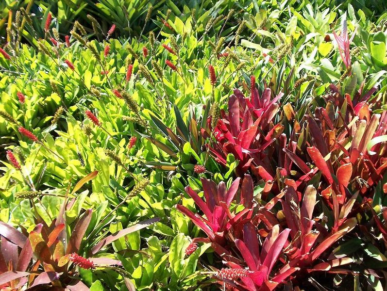 Durban Botanic Gardens
