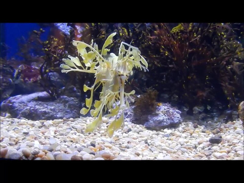 Aquarium of the Pacific