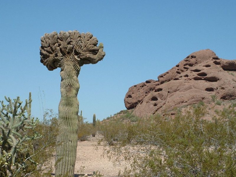 Desert Botanical Garden
