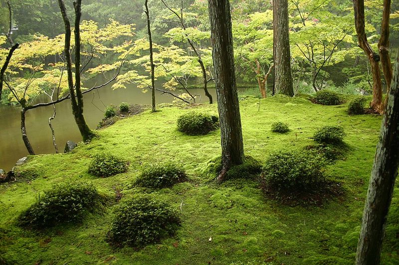 Japanese garden