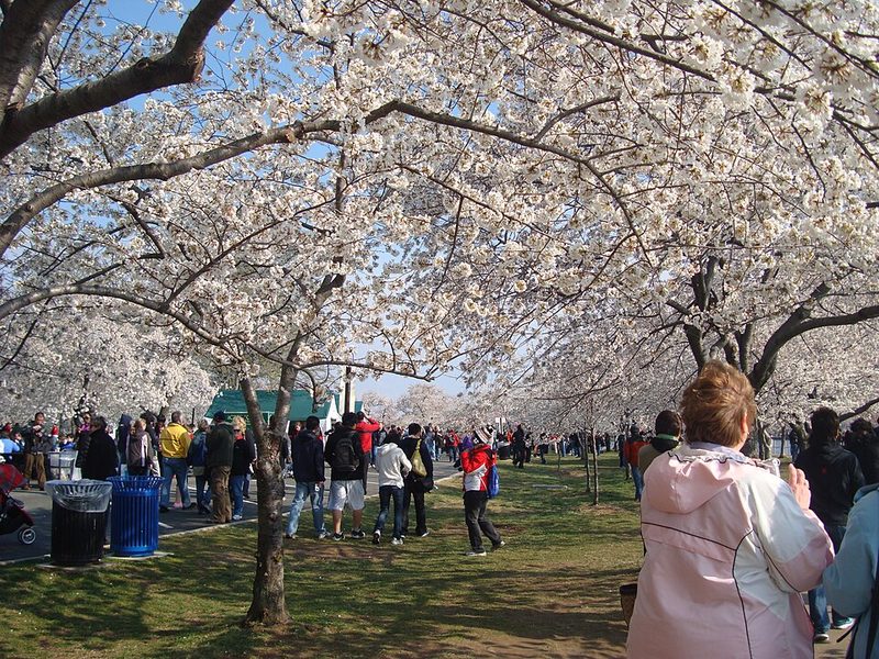National Cherry Blossom Festival